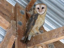 Barn Owl